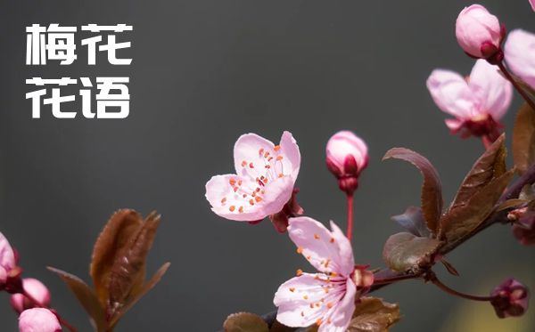 梅花的花語(yǔ)是什么,梅花花語(yǔ)大全