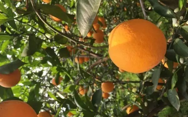 秭歸怎么讀,秭歸的讀音,秭歸四寶是什么