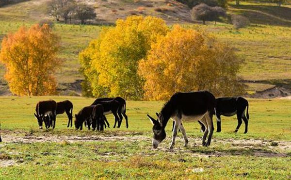 東阿怎么讀,東阿的拼音是什么,阿膠的作用與功效？