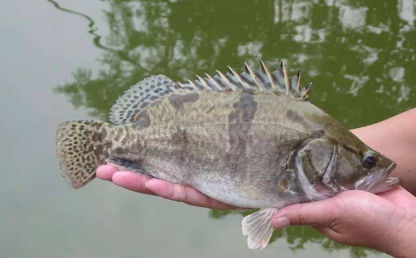 鱖魚怎么讀,鱖魚的鱖拼音,鱖魚和桂魚的區(qū)別