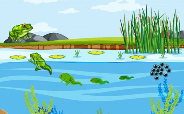 青蛙為什么會(huì)呱呱的叫,夏天青蛙為什么叫個(gè)不停
