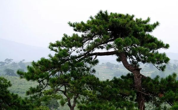 為什么秋天樹葉會變黃,秋天葉子發(fā)黃掉落是怎么回事