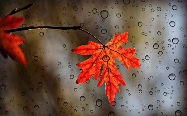 為什么秋天樹葉會變黃,秋天葉子發(fā)黃掉落是怎么回事