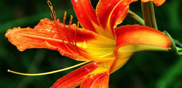 萱草的花語(yǔ)