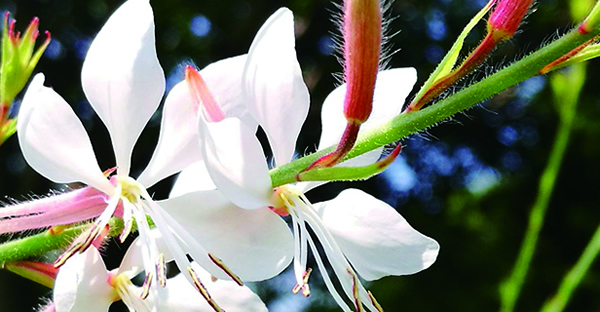 千鳥花花語(yǔ)