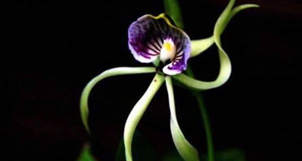 章魚蘭的花語(yǔ)