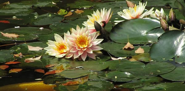 睡蓮的花語(yǔ)和寓意