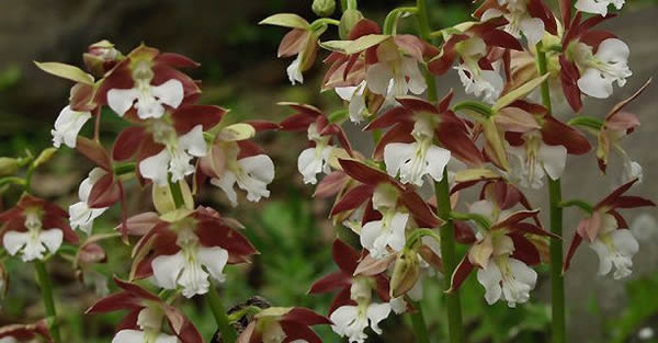 蝦脊蘭花語(yǔ)是什么