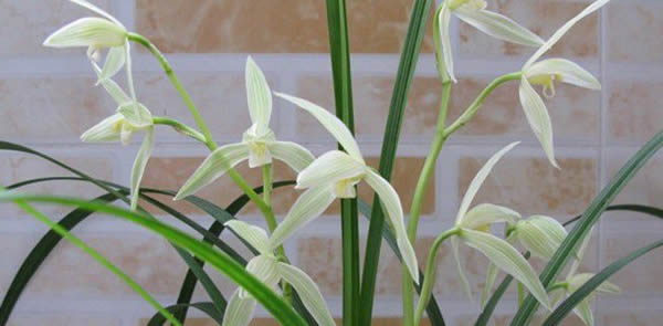 大雪素的花語(yǔ)是什么