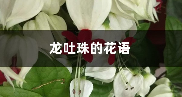龍吐珠的花語