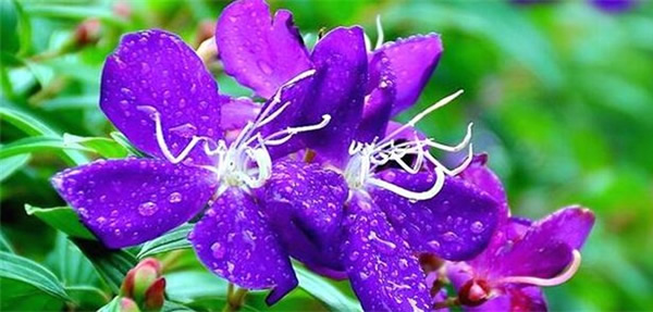 多花野牡丹的花語