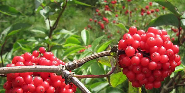 接骨木的花語(yǔ)