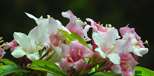 海仙花的花語(yǔ)