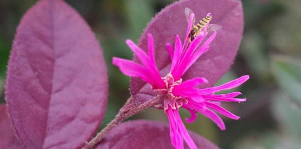 紅花繼木的花語(yǔ)