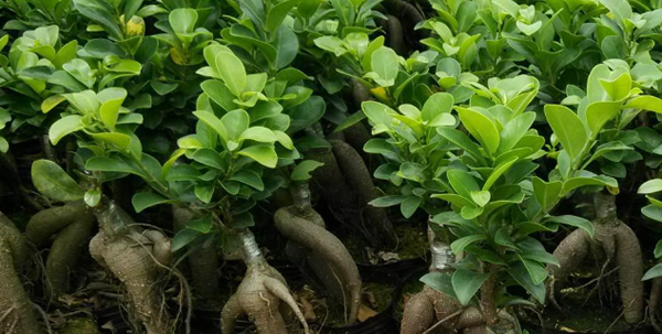 人參榕的寓意和象征