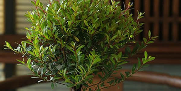 小葉紫檀的寓意和象征