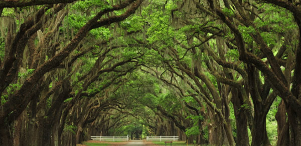 橡樹(shù)的寓意和象征