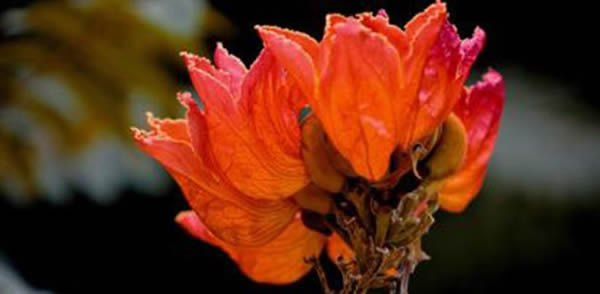 火焰樹(shù)的花語(yǔ)