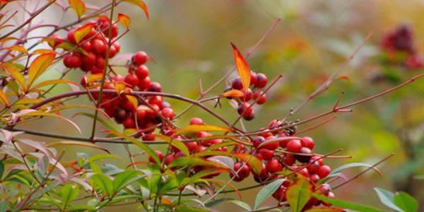 南天竹的花語(yǔ)