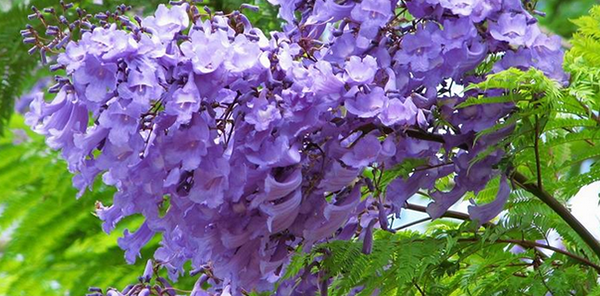 藍(lán)花楹的花語