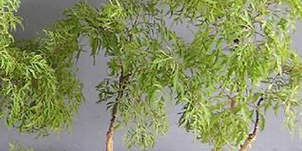 福祿桐的寓意和象征