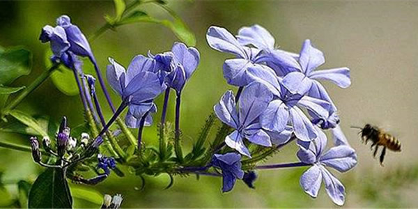 藍(lán)花丹的花語(yǔ)