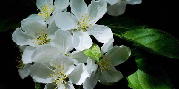 茶靡花的花語(yǔ)