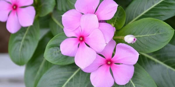 長(zhǎng)春蔓的花語