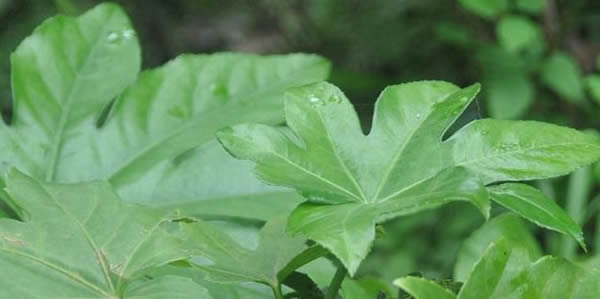 八角金盤的寓意