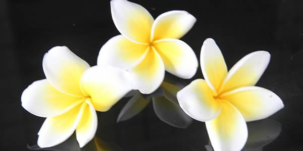 雞蛋花的花語(yǔ)