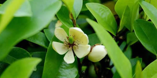 含笑花的花語(yǔ)