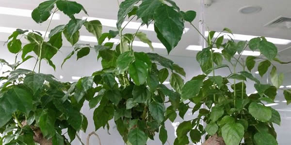 幸福樹的寓意和象征