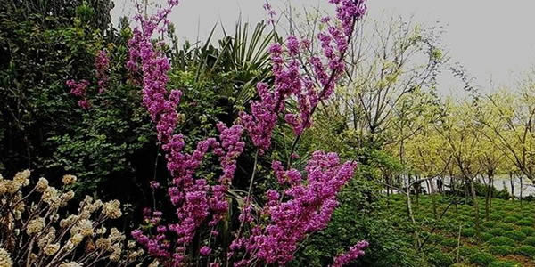 紫荊的寓意和象征