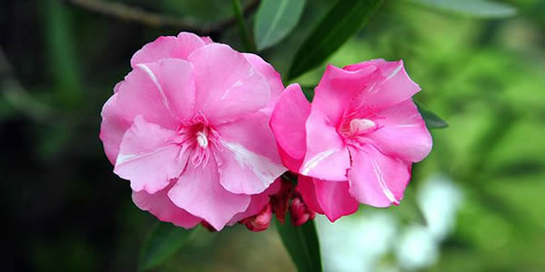 夾竹桃的花語(yǔ)