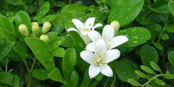 七里香的花語(yǔ)