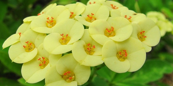 虎刺梅的花語(yǔ)