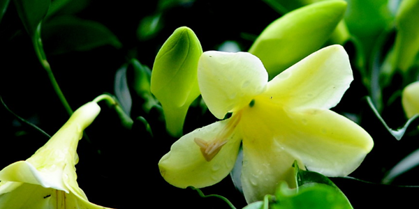 非洲茉莉的花語(yǔ)