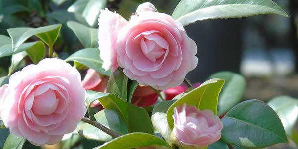 茶花的花語(yǔ)