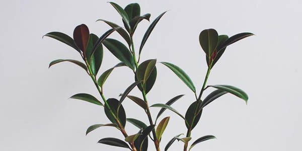 橡皮樹(shù)的寓意和象征