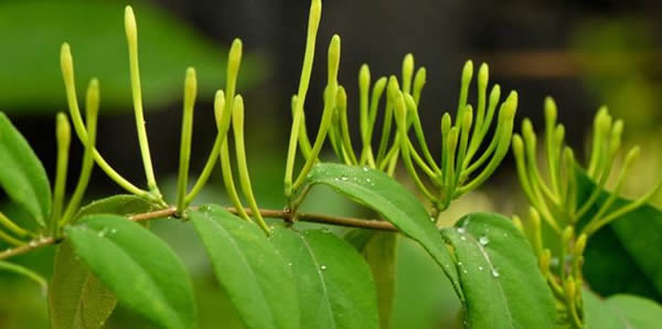 金銀花的花語和寓意