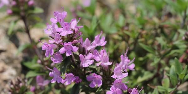 百里香的花語(yǔ)