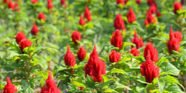 火炬花的花語(yǔ)