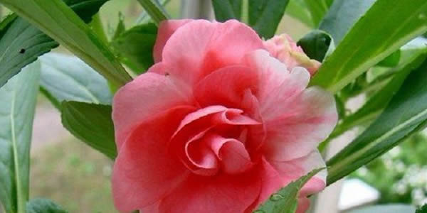 茶花鳳仙的花語(yǔ)