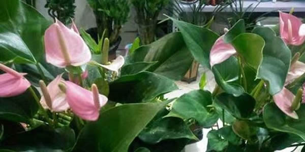 粉掌的花語(yǔ)