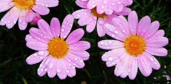 瑪格麗特的花語(yǔ)