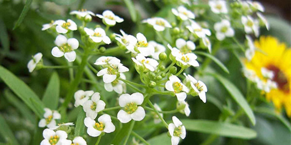 香雪球的花語(yǔ)