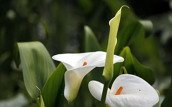 馬蹄蓮花語,馬蹄蓮的寓意和象征是什么