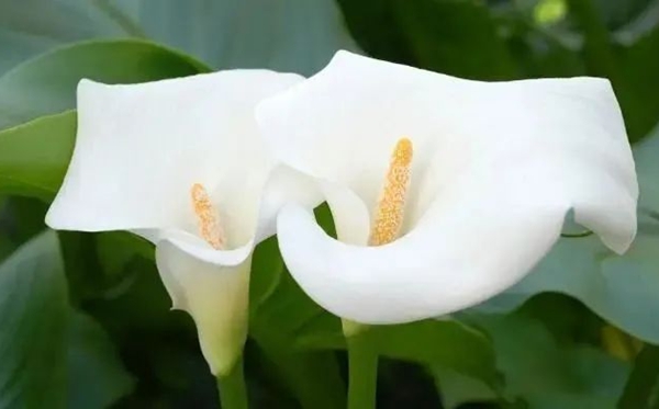 馬蹄蓮花語,馬蹄蓮的寓意和象征是什么