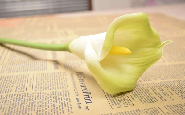 馬蹄蓮花語,馬蹄蓮的寓意和象征是什么