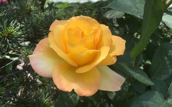 月季的花語(yǔ),月季的寓意和象征是什么